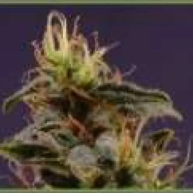 Reclining Buddha Regular Cannabis Seeds | Soma Seeds