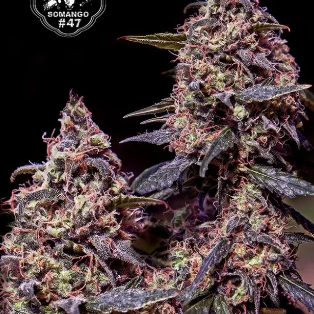 Somango 47 Feminised Cannabis Seeds | Positronics
