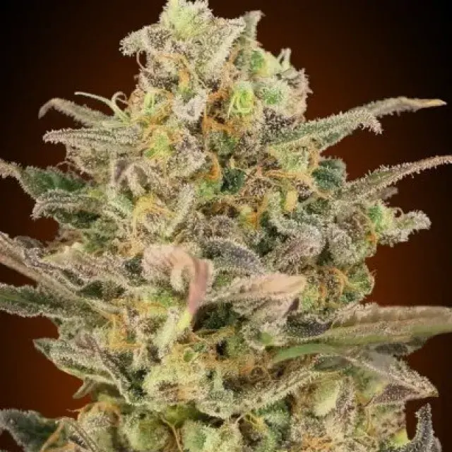 Somango Glue Feminised Cannabis Seeds | Advanced Seeds 