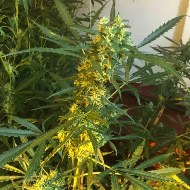 SOMANGO x SCBDX Feminised Cannnabis Seeds