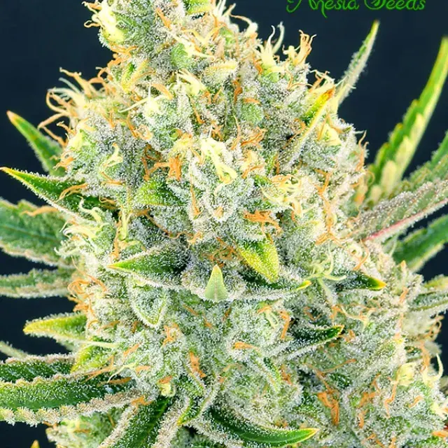 Sour Apple Feminised Cannabis Seeds - Anesia Seeds