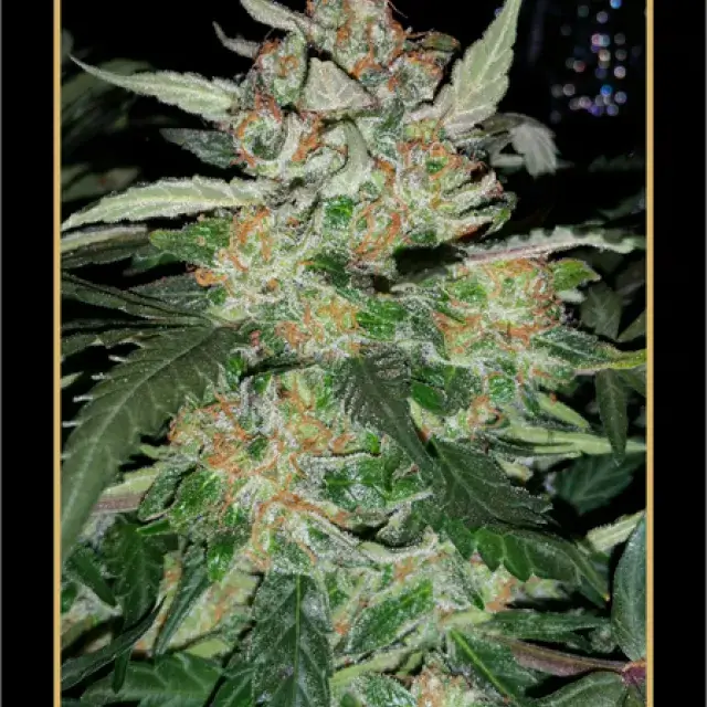 Sour Blues Auto Feminised Cannabis Seeds