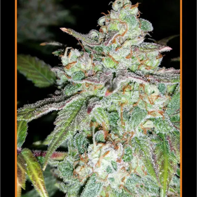 Sour Crack Auto Feminised Cannabis Seeds