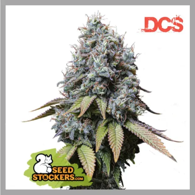 Sour Diesel Feminised Seeds | Seed Stockers