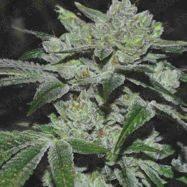 Sour Glue Feminised Cannabis Seeds | Medical Seeds