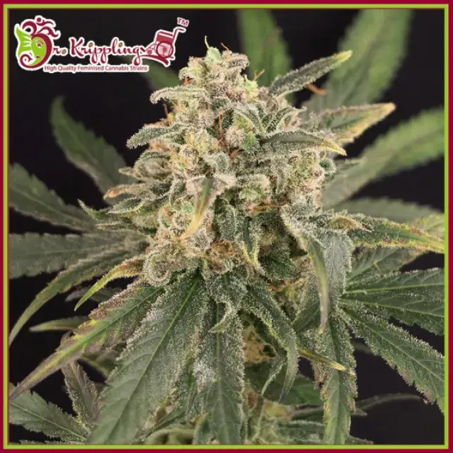 Sour Tang Kripple Feminised Cannabis Seeds – Dr Krippling