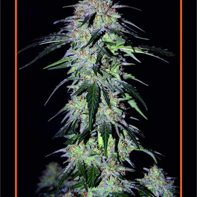 Sour Hound F2 Auto Feminised Cannabis Seeds