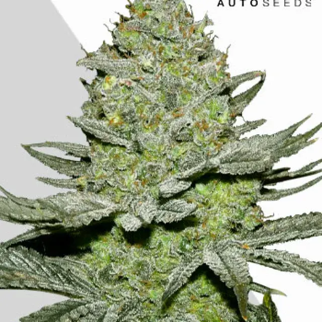 Sour Diesel Auto Cannabis Seeds | Auto Seeds.