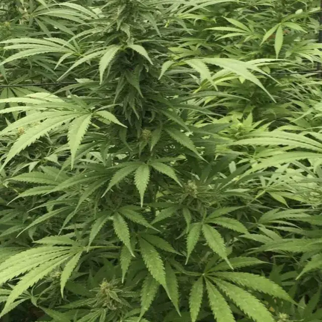 SOUR DIESEL x SCBDX Feminised Cannnabis Seeds