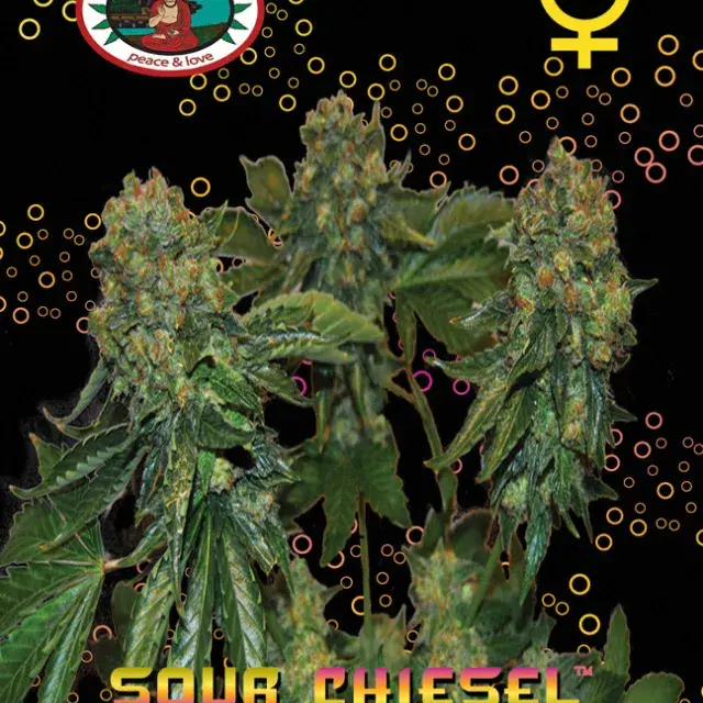Sour Chiesel Auto Feminised Cannabis Seeds | Big Buddha Seeds 