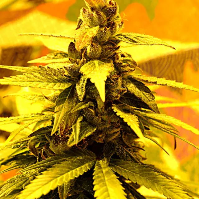 Southern Lights #7 Feminised Cannabis Seeds | Delta 9 Labs
