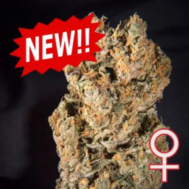 Space Mango Auto Feminised Cannabis Seeds | KC Brains Seeds