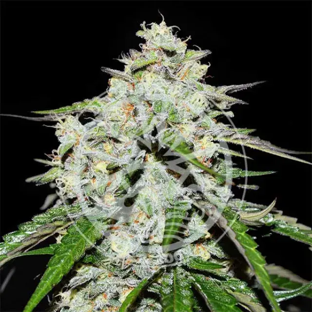 Space Cookies Auto Feminised Cannabis Seeds | Delicious Seeds.