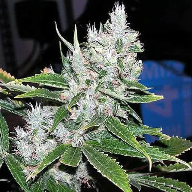 Spice Regular Cannabis Seeds | Mr Nice Seeds