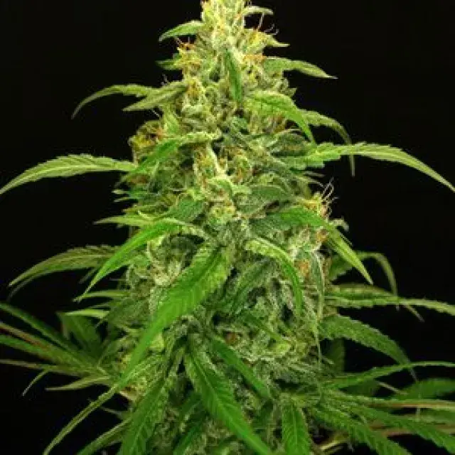 Spicy Bitch Regular Cannabis Seeds
