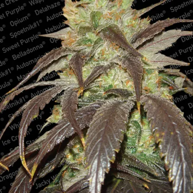 Spoetnik Feminised Cannabis Seeds | Paradise Seeds