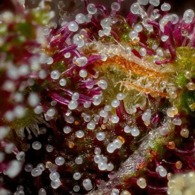 Squirt Auto Feminised Cannabis Seeds - Humboldt Seed Company.