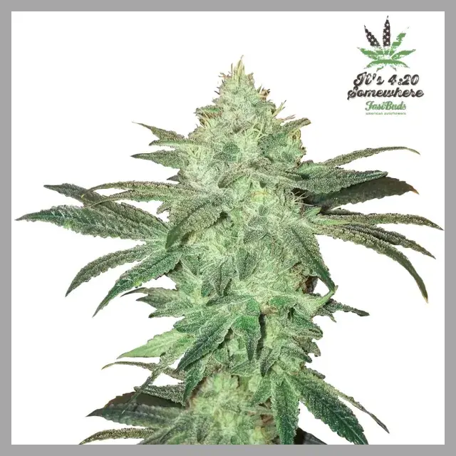Stardawg Auto Feminised Cannabis Seeds | Fast Buds