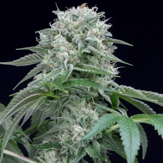 Starfire OG Cannabis Seeds - Silent Seeds.