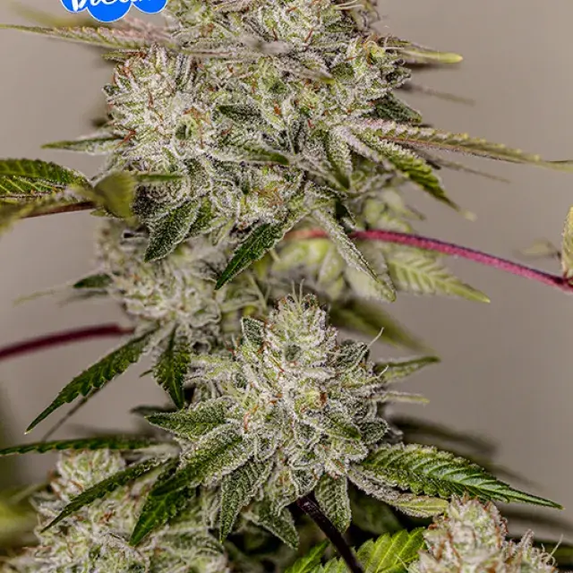 Sticky Dream Feminised Cannabis Seeds | Positronics