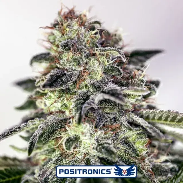 Sticky Dream Express Auto Feminised Cannabis Seeds | Positronics