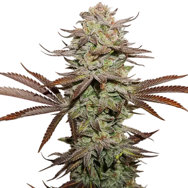 Sticky Fingers Auto Feminised Cannabis Seeds | Seed Stockers