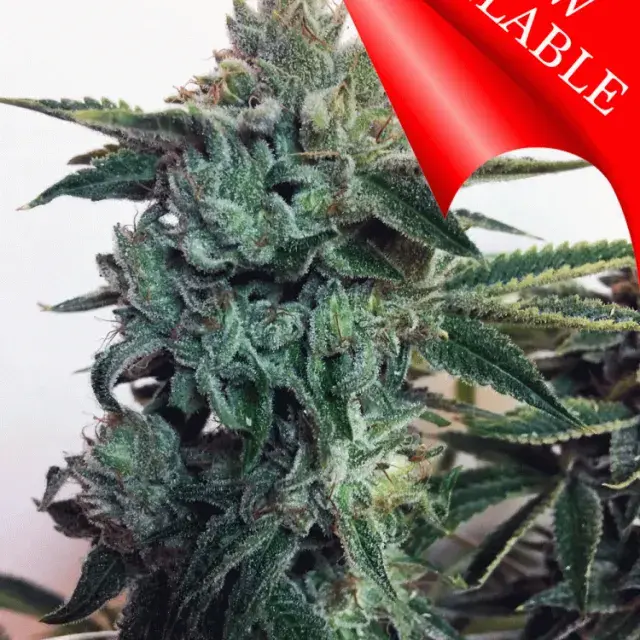 Sticky Zkittlez Glue Feminised Cannabis Seeds | Cream Of The Crop