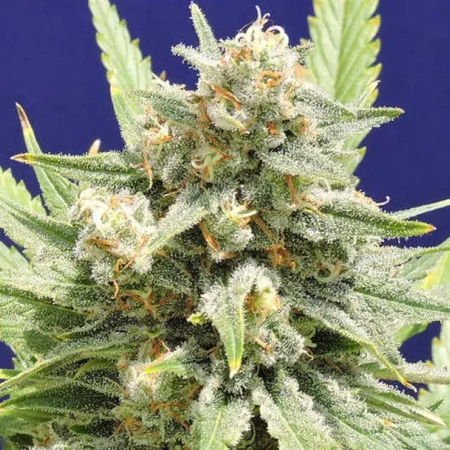 Stinkin' Bishop Feminised Cannabis Seeds | Original Sensible Seeds