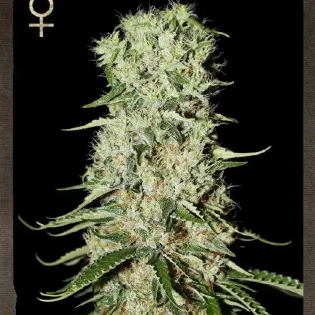 Buy Strain Hunters Damnesia Feminised Cannabis Seeds
