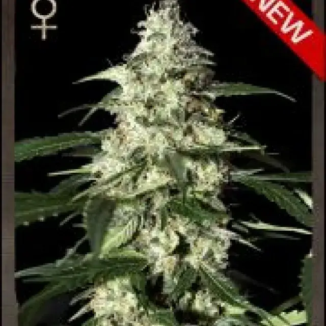 Skunk Auto Feminised Cannabis Seeds | Strain Hunters