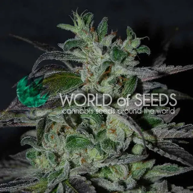 Strawberry Blue Early Version Feminised Cannabis Seeds | World of Seeds