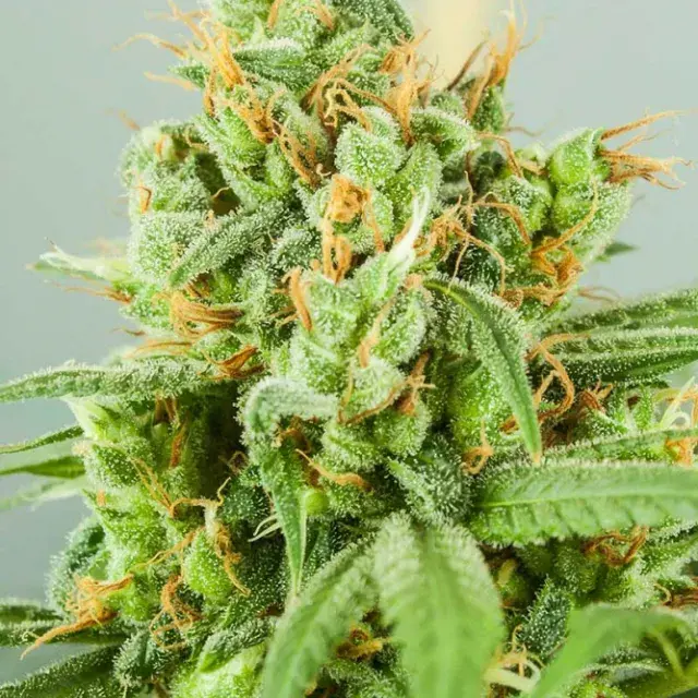Strawberry Daiquiri Regular Cannabis Seeds | TGA Seeds 