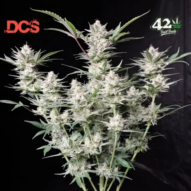 Strawberry Gorilla Auto Feminised Cannabis Seeds | Fast Buds	