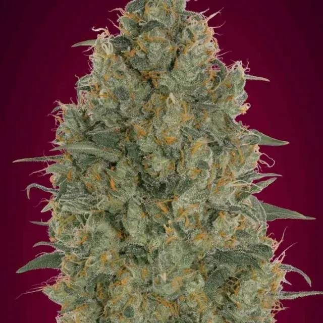 Strawberry Gum Feminised Cannabis Seeds | Advanced Seeds 
