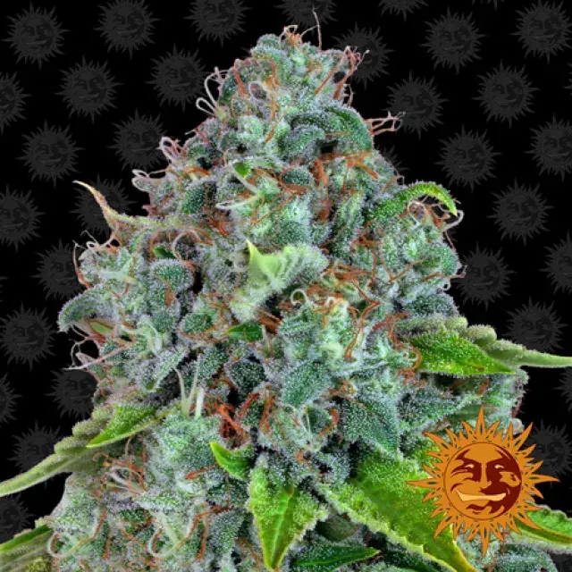 Strawberry Lemonade Feminised Cannabis Seeds | Barney’s Farm
