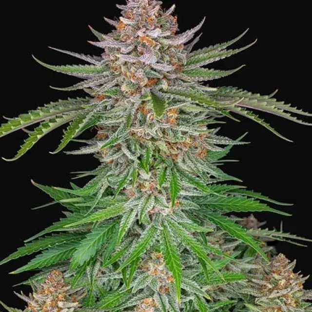 Strawberry Pie Auto Feminised Cannabis Seeds | Fast Buds