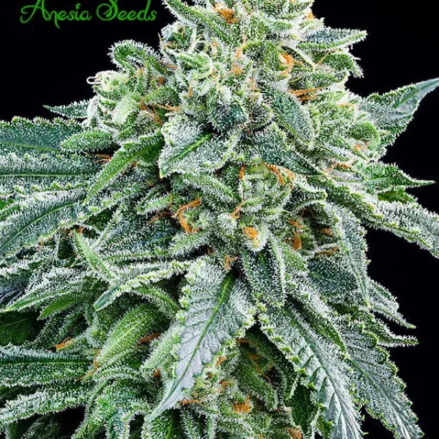 Strawberry Tree Feminised Cannabis Seeds - Anesia Seeds