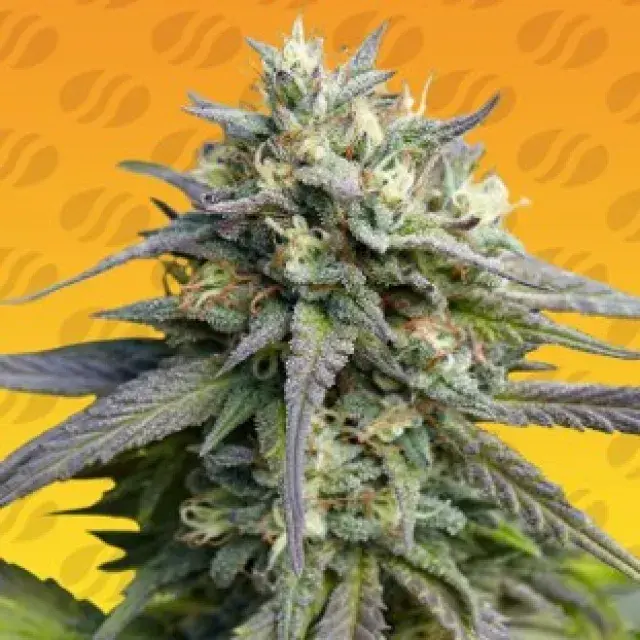 Strawberry Banana FAST Feminised Cannabis Seeds | Original Sensible Seeds