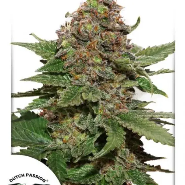 Strawberry Cough Feminised Cannabis Seeds | Dutch Passion 