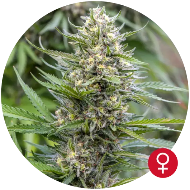 Strawberry Ice Feminised Cannabis Seeds | Bulldog Seeds