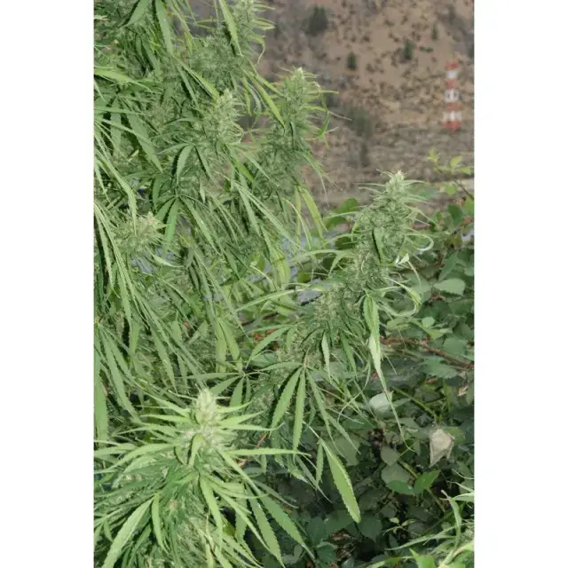 Strawberry Mango Haze Feminised Auto Cannabis Seeds Super Autos by Stitch | Flash Super Autos
