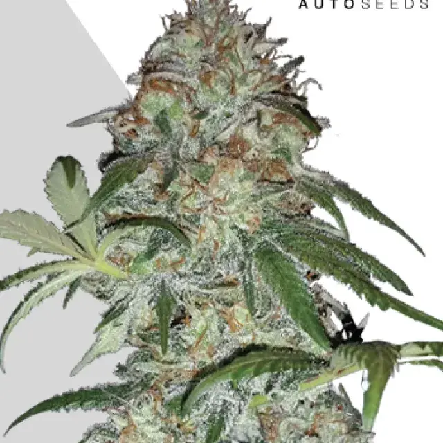 Sucker Punch Autoflowering Feminised Cannabis Seeds | Auto Seeds