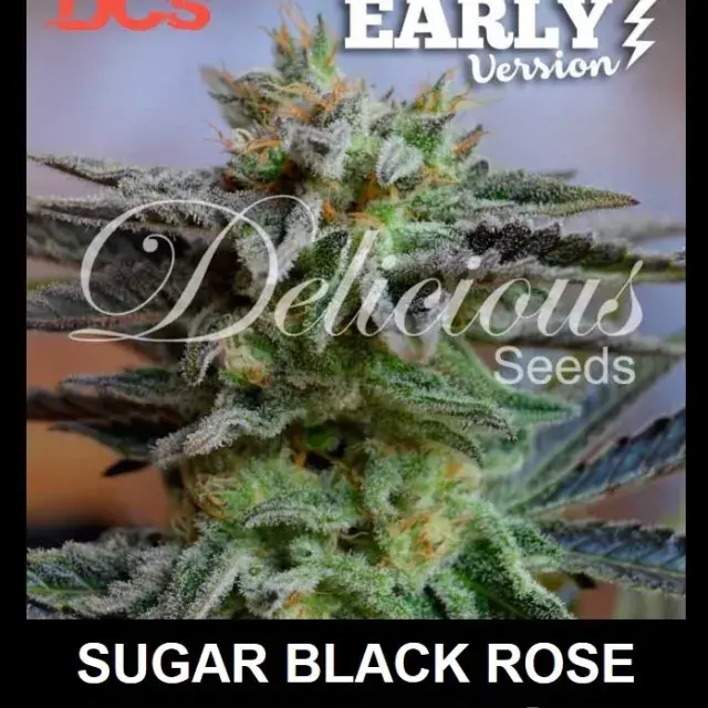 Sugar Black Rose Early Version Feminised Cannabis Seeds | Delicious Seeds
