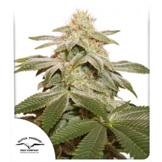 Sugar Bomb Punch Feminised Cannabis Seeds | Dutch Passion