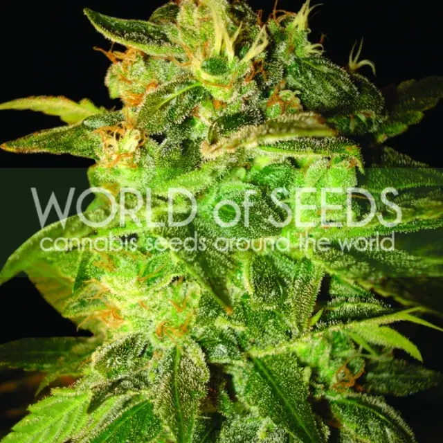 Sugar Mango Ryder Auto Feminised Cannabis Seeds | World of Seeds