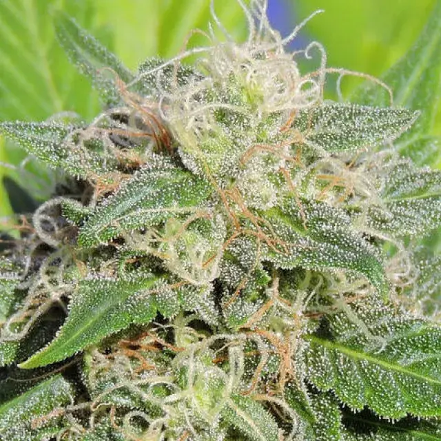 Super Auto Lemon Haze Feminised Cannabis Seeds | Original Sensible Seeds