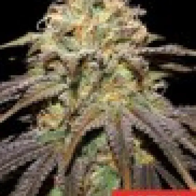 Super Boof Feminised Cannabis Seeds | Cream Of The Crop