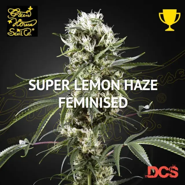 Super Lemon Haze Feminised Cannabis Seeds | Green House Seeds 