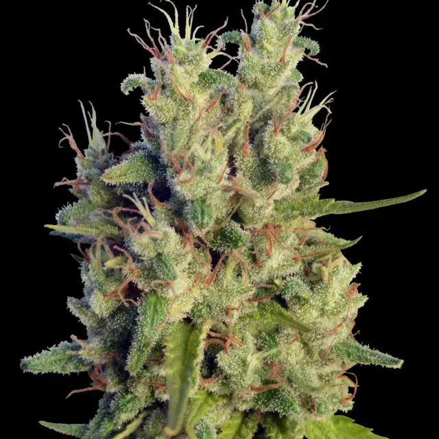 Super Malawi Haze Feminised Cannabis Seeds | Ace Seeds