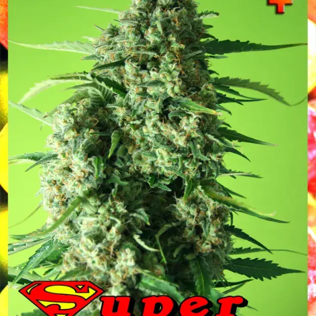 Super Mango Feminised Cannabis Seeds | Rockwell Seeds